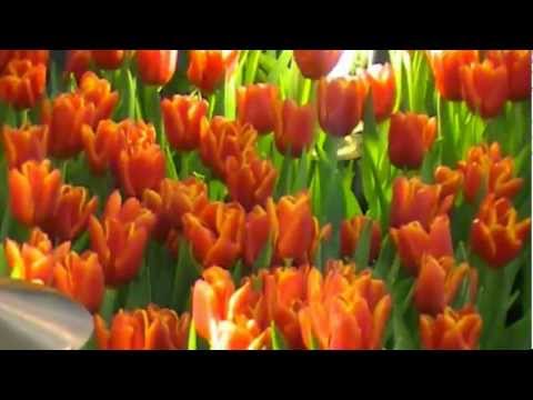 Musik Video:Song Tulpen uit Amsterdam(Herman Emmink)