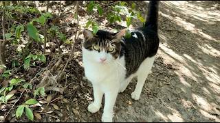 歩み寄ってあくびしてる人懐っこくてかわいい猫ちゃん