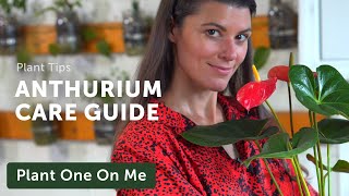 Ultimate ANTHURIUM (Flamingo Flower) Care Guide �
