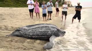 preview picture of video 'Part 6 of 7 - Leatherback Mama Turtle Rescue in Highland Beach, FL'