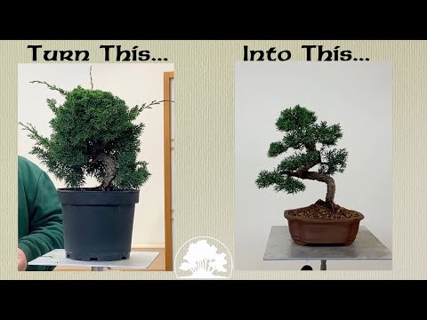 How To Style A Juniper Bonsai - Greenwood Bonsai
