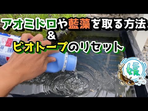 池の藻との戦い トピックス