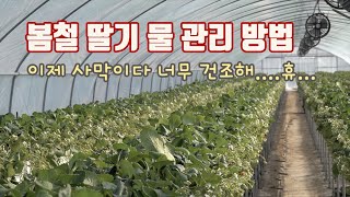 딸기 봄철 관리 "물 관리 방법은??" 딸기가 목마른 이유는?