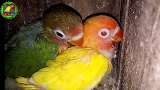 Download lagu Cara ternak lovebird bagi pemula dari penjodohan sampai menetas mp3 Download lagu Cara ternak lovebird bagi pemula dari penjodohan sampai menetas mp3