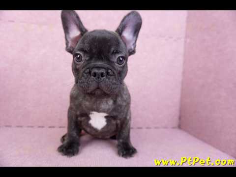 09/18虎斑色法國鬥牛母幼犬