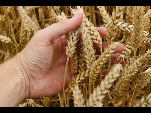 05. First Angel Vs. New Leadership -Tess Lambert (08-02-2020)