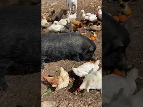 , title : 'Animals eating lunch together.  #foodwaste #marshmellowfarms #chicken 🦆 🐓 🐖'