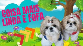 Cachorros fofos, fotos de cachorros fofos! | Me de Pet | #cachorrosfofos