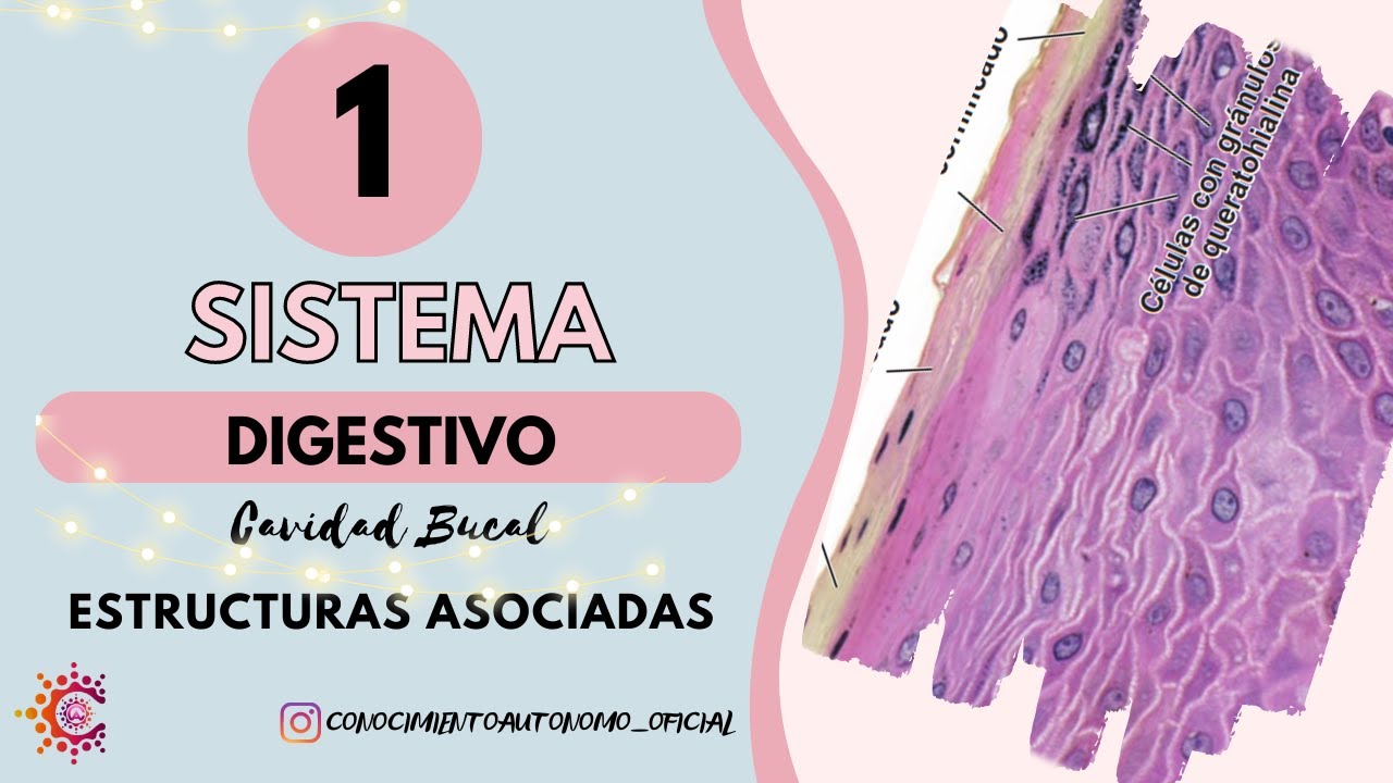 Sistema Digestivo I - Cavidad Bucal Estructuras Asociadas (Resumido)