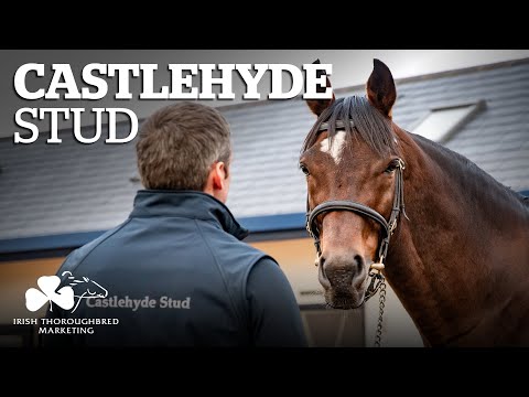 ITM Irish Stallion Showcase 2021 - Castlehyde Stud