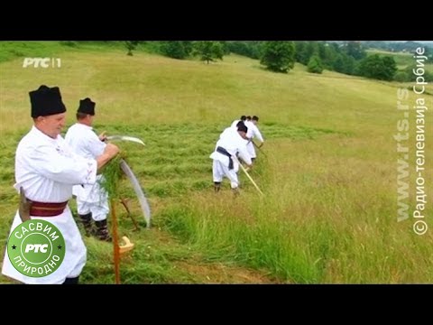 Sasvim prirodno: Zlatiborska moba (Jovan Memedović)