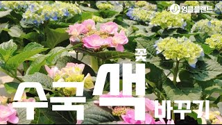수국 색 바꾸기 이제는 집에서 쉽게 하는 방법을 알려드려요~^^ #식물키우기 #공기정화식물 #엉클플랜트