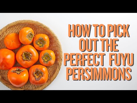 My Persimmon’s Secret | To Pick Out The 3 Stages Of Ripeness 😛😛😛🩷