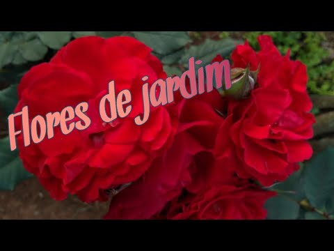 Flores de jardim🌺🌺🌺 #2