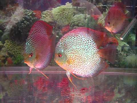 sunny discus in hong kong china discus aquarium fish farm 七彩神仙魚 (旭日水族)
