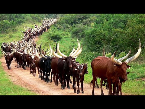 Millions of Longhorn Cows Raised This Way in America and Africa – Discover Their Impressive Produ...
