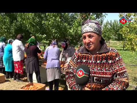 Ailə təsərrüfatları - 03.08.2022