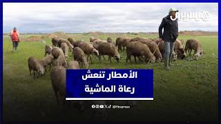 بعد سنوات عجاف… التساقطات المطرية تنعش الكلأ وتعيد الآمال للكسّابة thumbnail