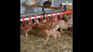 Production de poulets bio