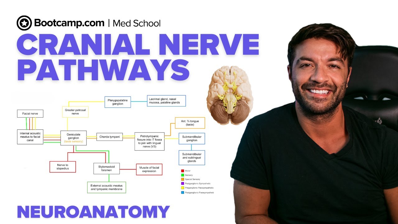 Cranial Nerve Pathways Explained | Motor, Sensory & Autonomic