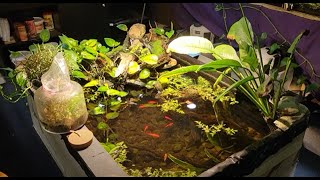 "Around The World" Update on my Fish Room (1/31/25)
