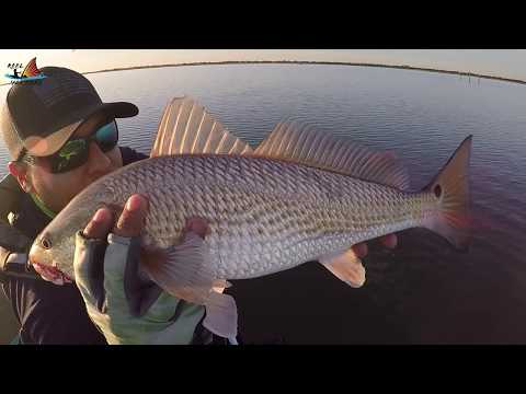 How to find a school of Redfish (Chasing Birds)
