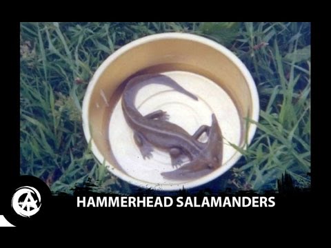 image-What is the Boomerang-Head Amphibian?