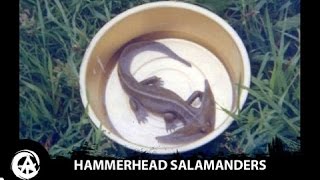 Hammerhead Salamander Caught on Camera | Diplocaulus, Prehistoric Amphibians Still Alive?