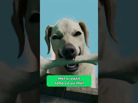 Měl si vážit toho co už měl #pandaaashorts #shorts #zajimavosti zajímavosti a fakta | edukativní