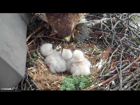 Big Red Feeds Growing Chicks On Red-tailed Hawk Cam – April 30, 2018