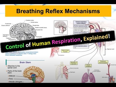 Breathing Reflex Mechanisms & the Control Of Respiration | Medical Instrumentation | #BME320