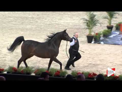 N.32 PUSTYNIA KAHILA - Paris 2015 - Fillies 2-3 years old (Class CM2 A)