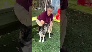 Video preview image #1 German Shepherd Dog-Unknown Mix Puppy For Sale in Pasadena, CA, USA