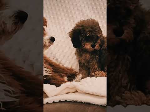 Cavapoo puppy for sale