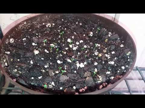 Tobacco Growing, Nicotiana Rustica Seeds Part 1: (First 5 Days!) How to Easily Germinate to Sprout