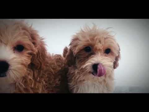 Miniature Poodle puppy for sale