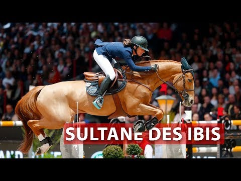 A day in the life of...SULTANA OF THE IBIS