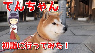 【京の柴犬】この後父P発熱⁉てんちゃんの初詣！　太郎の犬モノガタリ第459話