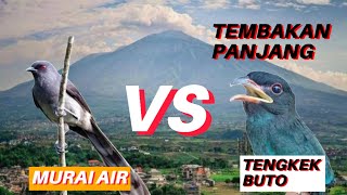 Download lagu MASTERAN MURAI 🐦🐦 TENGKEK BUTO VS MURAI AIR ROLL PANJANG mp3
