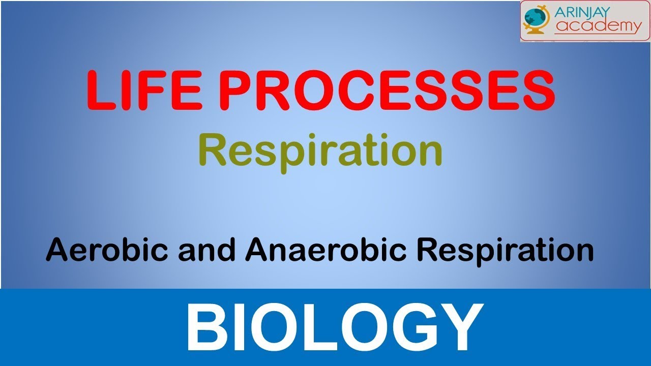 Aerobic and Anaerobic Respiration - Life Processes - Biology (Class - 10)