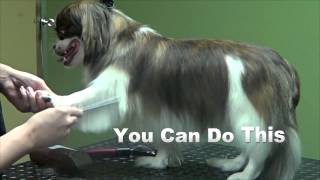 How to Groom a Pekingese (Basic Trim) - Do-It-Yourself Dog Grooming