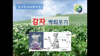 [농사정보] (2월4주)  감자_싹틔우기