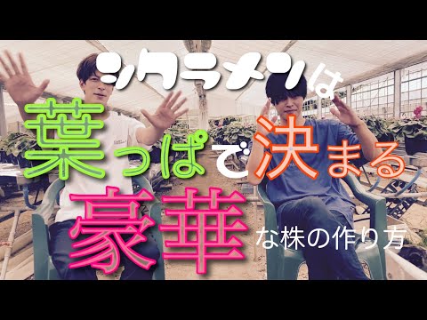 シクラメンの葉のカムウィス模様