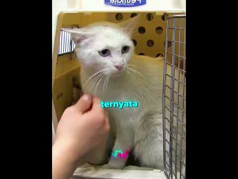 Pengorbanan Induk Kucing demi Enam Anaknya🐾❤️