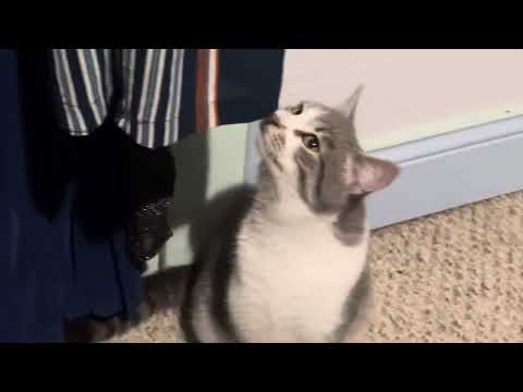 My Cat say meow ❤️ 🥰