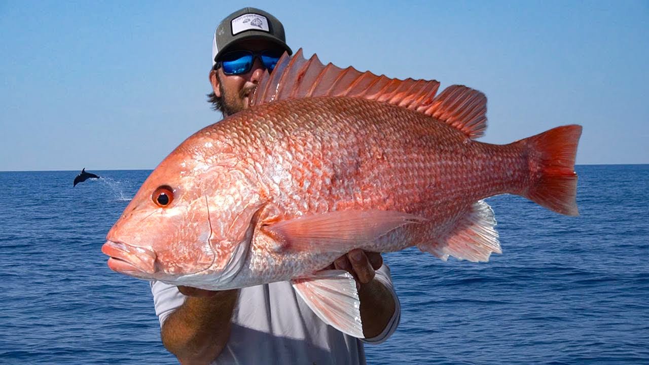 Fishing 100 miles offshore for American Red Snapper *Catch N Cook*