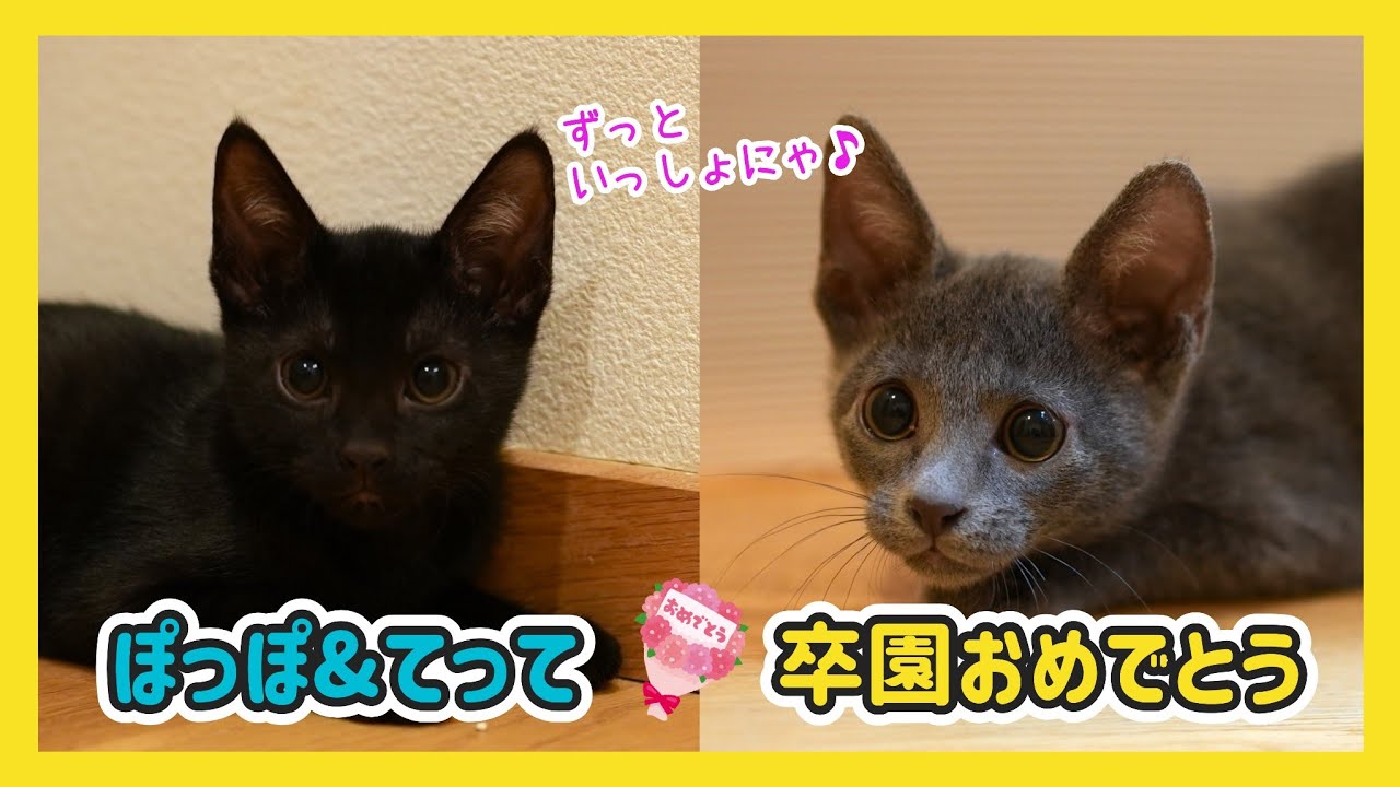 🔴【にこりら】ぽっぽ&てって 卒園おめでとうライブ💐