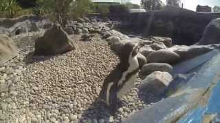 preview picture of video 'GoPro: Hero 3 Black Edition - Colchester Zoo 2014 720p HD'