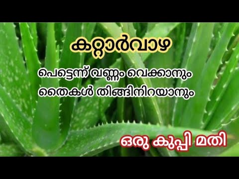 , title : '💯കറ്റാർവാഴ തഴച്ചു വളരാൻ  ഒരു സൂത്രവിദ്യ | Aloe Vera Plant Care Malayalam | Aloe Vera cultivation'