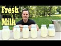 Does the Cream Rise to the Top INSIDE the Cow? | Official experiment